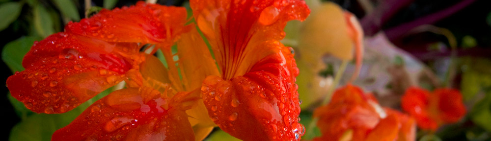 Flowers after rain, Highland Park, Ottawa, Ontario