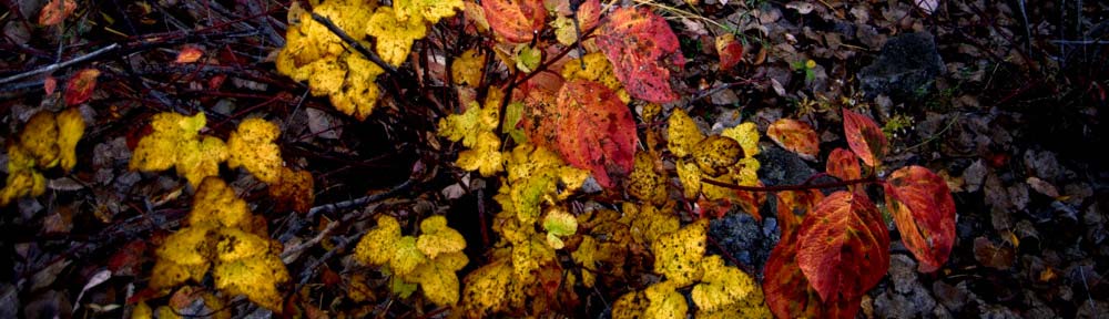 Fall leaves, Ottawa, Ontario