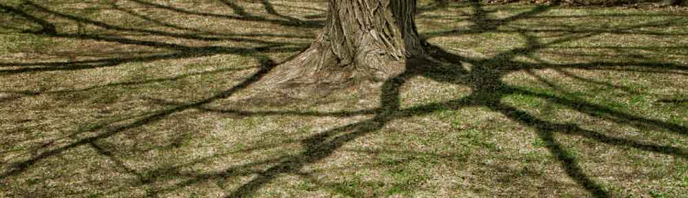 Tree shadow, The Glebe, Ottawa, Ontario