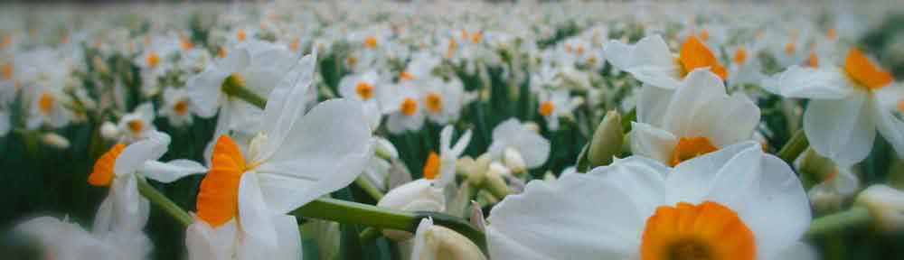 Daffodils, Ottawa, Ontario