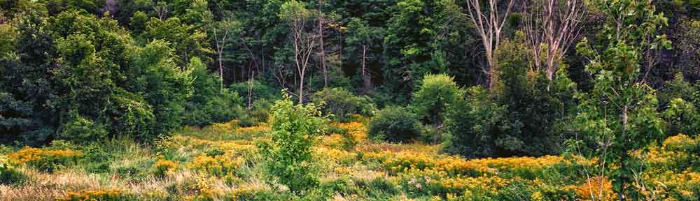 Forest and goldenrod