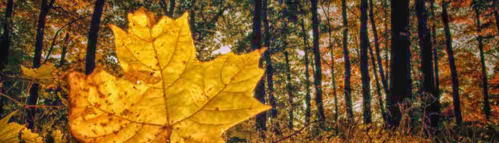 Fall maple leaf