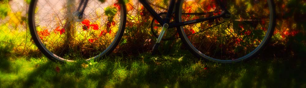 Bicycle and leaves, Highland Park, Ottawa, Ontario