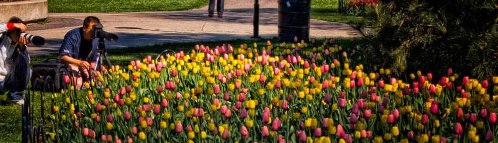 Tulip Festival, Ottawa, Ontario