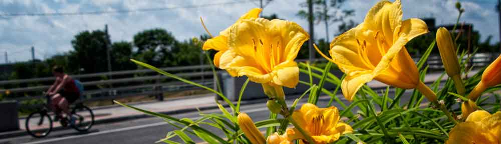 Flowers, Somerset Bridge, Ottawa, Ontario