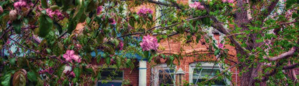 House and flowers, Ottawa, Ontario