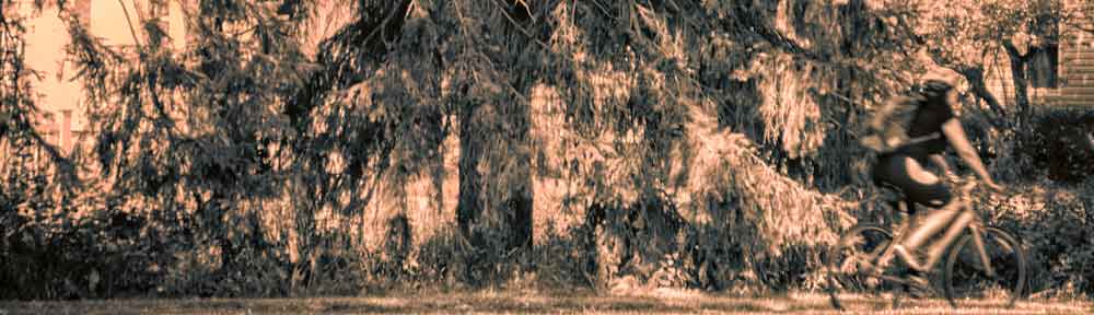 Forest, Experimental Farm, Ottawa, Ontario