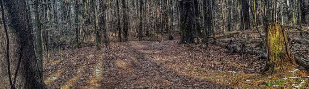 Wood before snow.