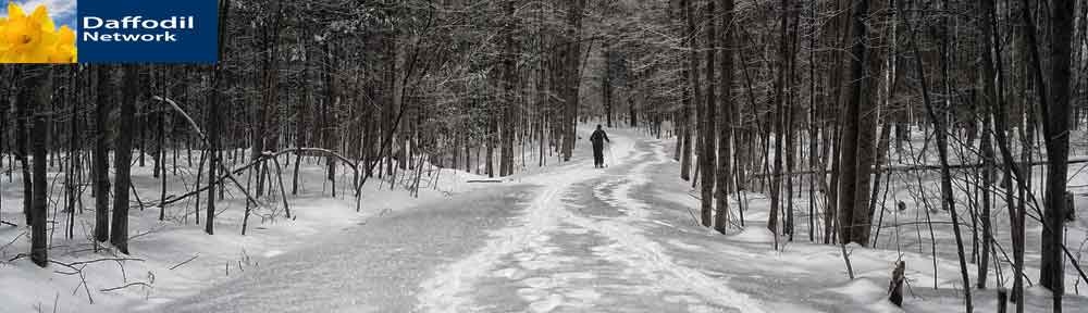 In the woods, Gatineau, Quebec